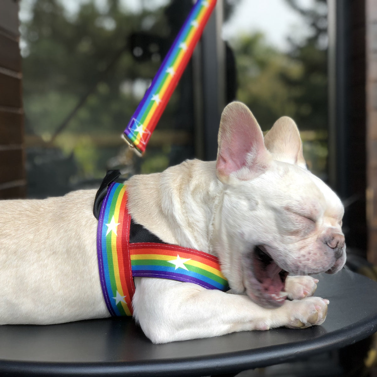 Rainbow cool dog chain leash - FURRY FRIENDS