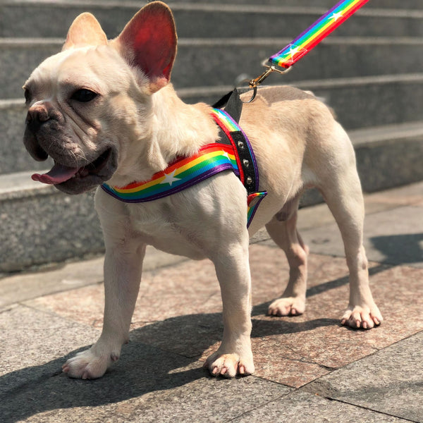 Rainbow cool dog chain leash - FURRY FRIENDS