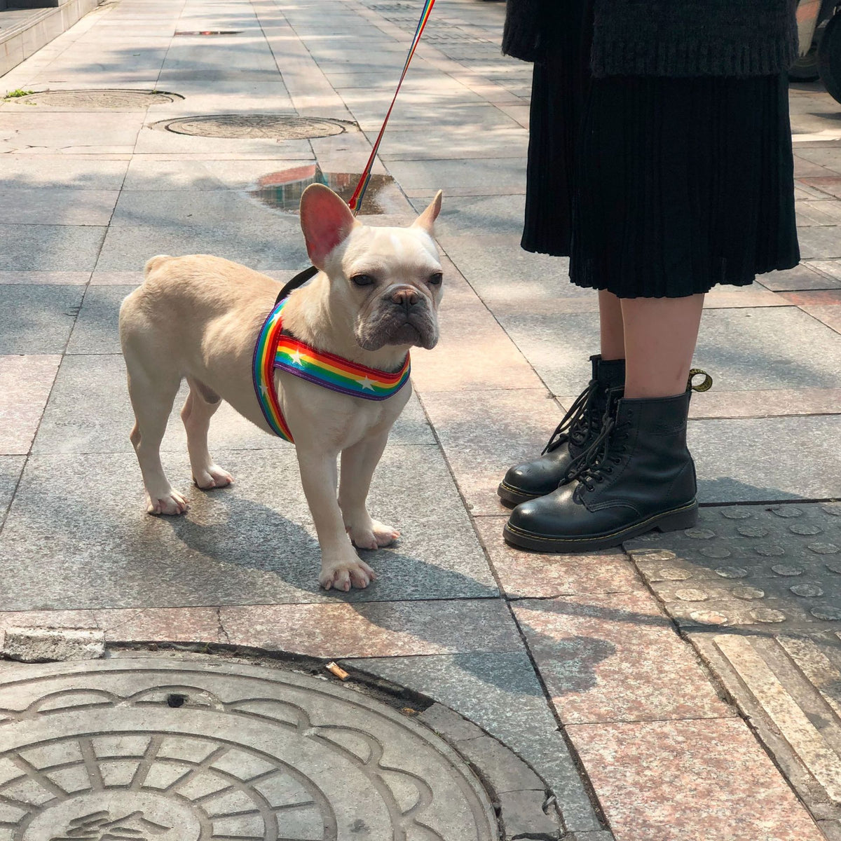 Rainbow cool dog chain leash - FURRY FRIENDS