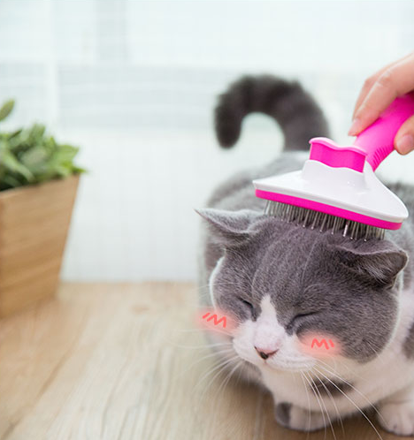 Cat comb hair removal - FURRY FRIENDS