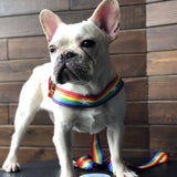 Rainbow cool dog chain leash - FURRY FRIENDS