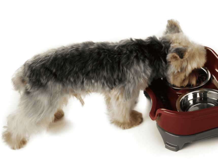 Dog& cat bowl - FURRY FRIENDS