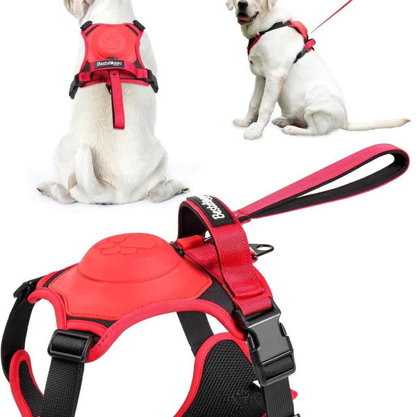 Dog Harness.